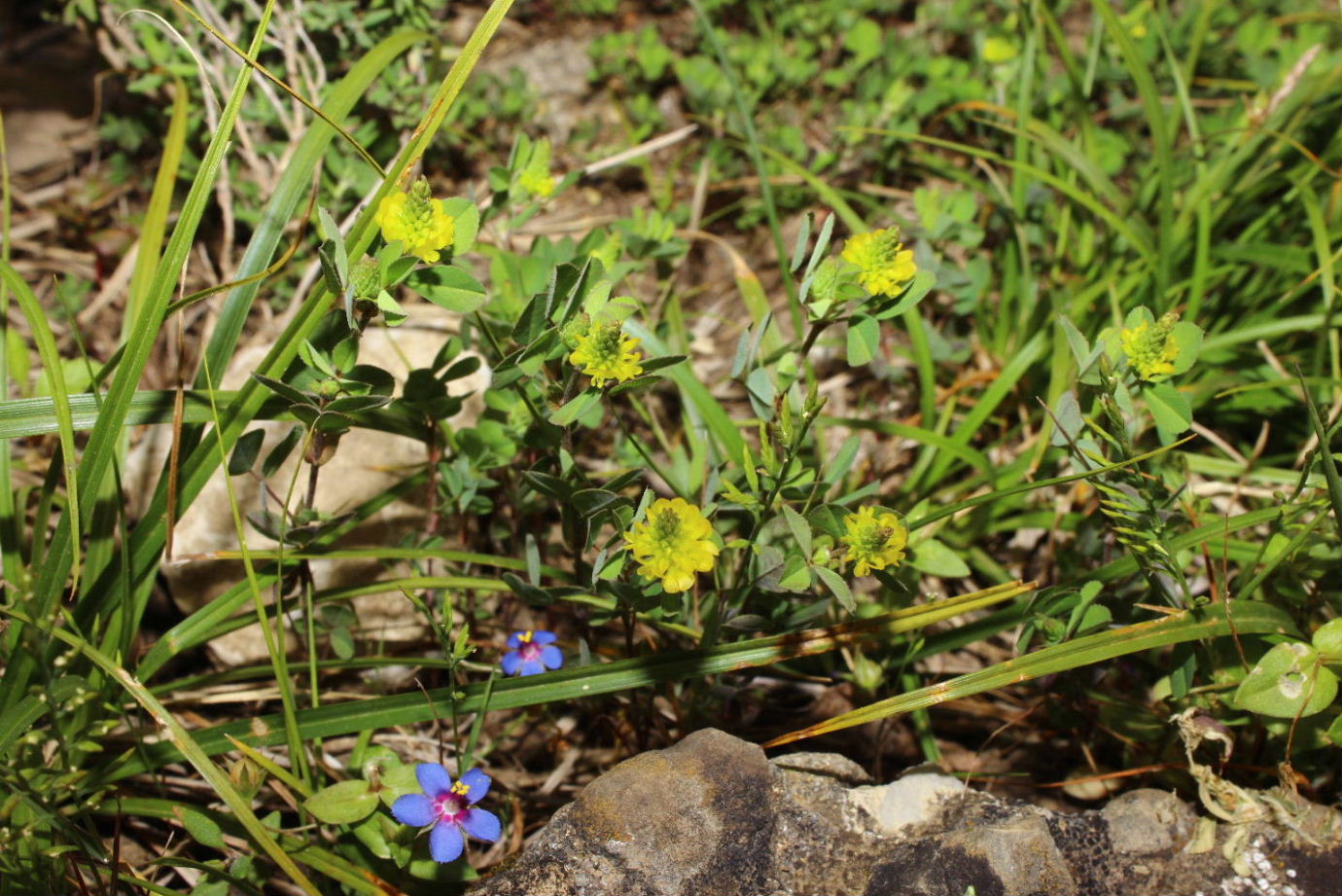 Trifolium campestre / Trifoglio campestre